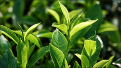 Dap tan moi lo che xanh ngam hoa chat khi su dung tem truy xuat nguon goc 