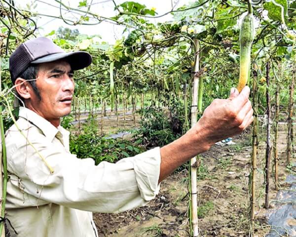 He-qua-tu-phan-bon-gia-gay-thiet-hai-lon-cho-nguoi-nong-dan