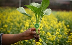 Lam ho so dien tu sau khi san xuat rau an toan