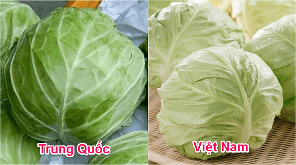 Phan-biet-cai-bap-Trung-Quoc-va-Viet-Nam-dua-vao-mau-sac