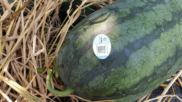 Tem-truy-xuat-duoc-dan-tren-trai-cay-the-hien-su-minh-bach-ve-nguon-goc