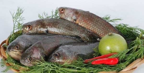 Dấu hiệu phân biệt cá sạch - bẩn bạn nên biết