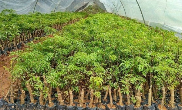 Nhận biết đinh lăng chất lượng như thế nào?