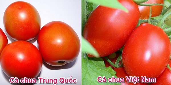 Nhận biết cà chua có thuốc bảo quản của Trung Quốc Nhận biết cà chua có thuốc bảo quản của Trung Quốc