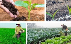 Cu huych cua doanh nghiep day lui nan phan bon gia