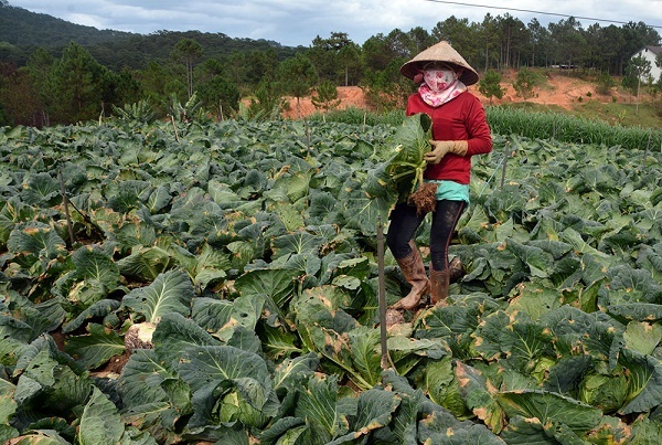 Tình hình nông sản Đà Lạt và nỗi lo của người dân