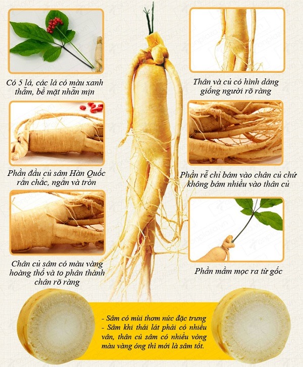 Nhan-sam-tuoi-Han-Quoc-co-nhieu-dac-diem-noi-bat