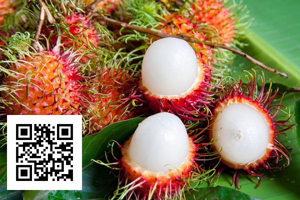 truy-xuat-nguon-goc-chom-chom