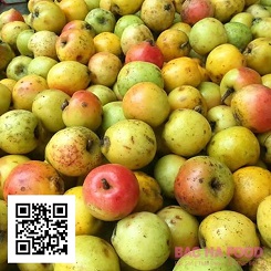 Nhận biết táo mèo Trung Quốc dễ dàng, đơn giản 